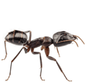 ant exterminator lindsay