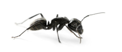 ant control lindsay