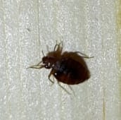 bed-bug-identification-lindsay
