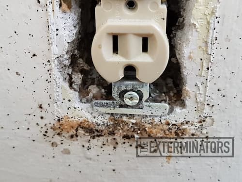 bed-bugs-in-wall-outlet