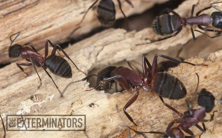 carpenter ants exterminator lindsay