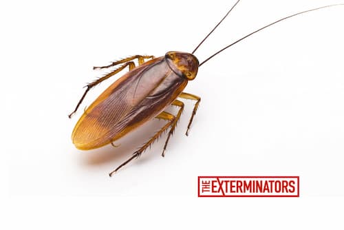 cockroach infestation lindsay