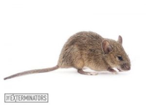 mice infestation lindsay