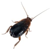 oriental cockroach