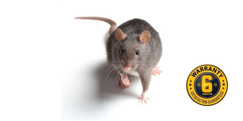 rat exterminator lindsay