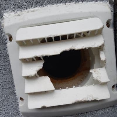 rat chewed vent