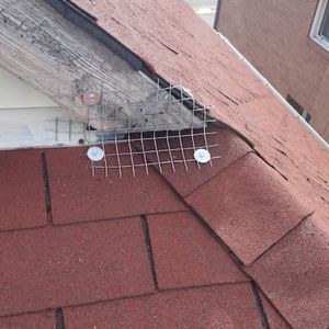 Squirrel Exclusion Using Galvanized Steel