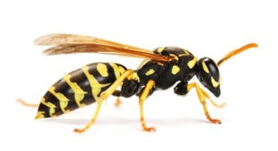 wasp control Lindsay