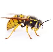 wasp control