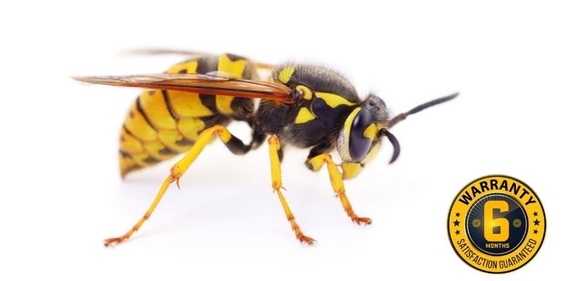 wasp exterminator Lindsay