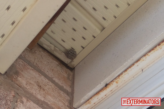 wasp inspection