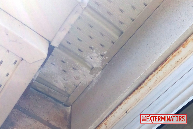 wasp removal using insecticidal powder