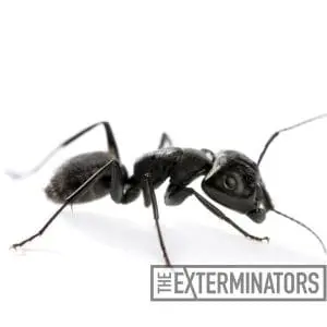 carpenter ant control lindsay