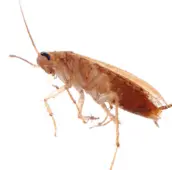 cockroach control lindsay