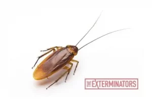 cockroach exterminator lindsay