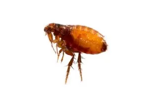 flea exterminator lindsay