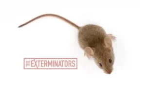mice exterminator lindsay