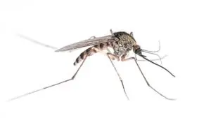 mosquitos exterminator lindsay