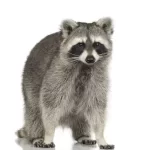 raccoon-removal-lindsay