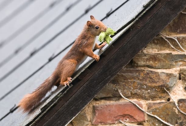A Homeowner's Guide to Squirrel Problems In The Attic