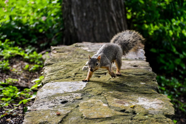 Balancing Act Tips for Coexisting with Squirrels in Urban Environments