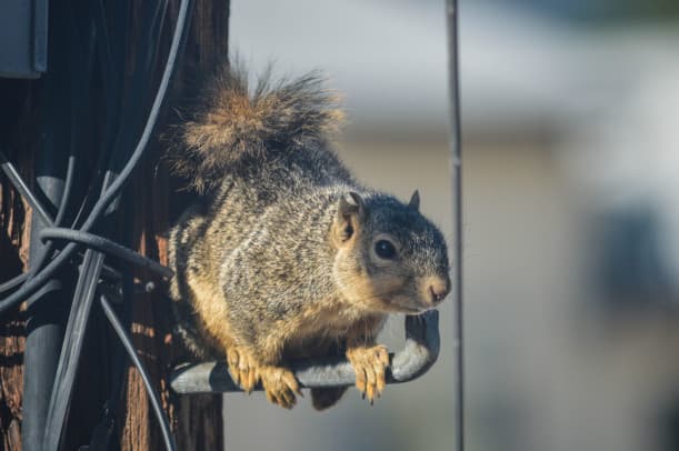 From Furry Friends to Foes Dealing with Attic Squirrel Problems