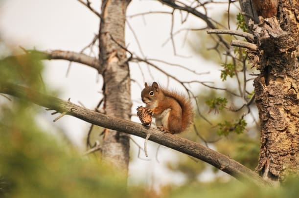 Guarding Your Space Preventing Squirrel Damage in Attics