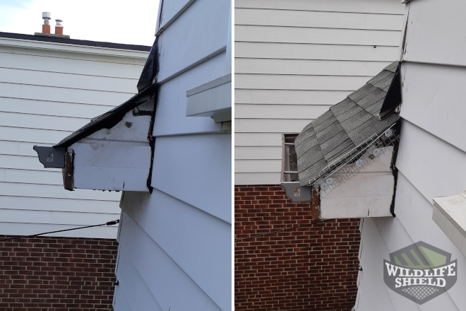 How To Get Squirrels Out of The Attic Humanely