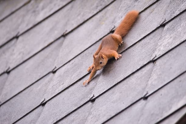 How to Remove Squirrels from Your Attic With One Way Doors