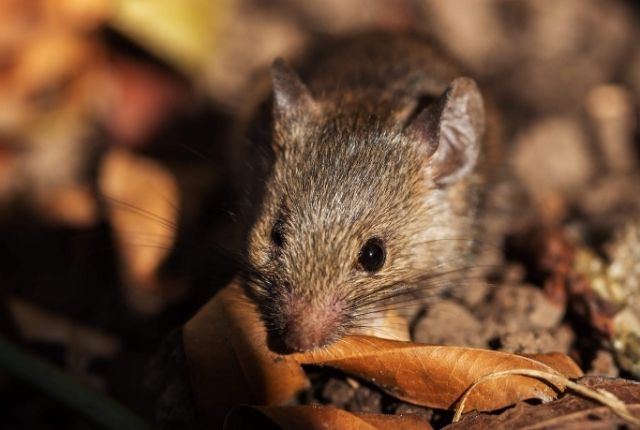 Inside the Mind of a Mouse Understanding House Mouse Behavior