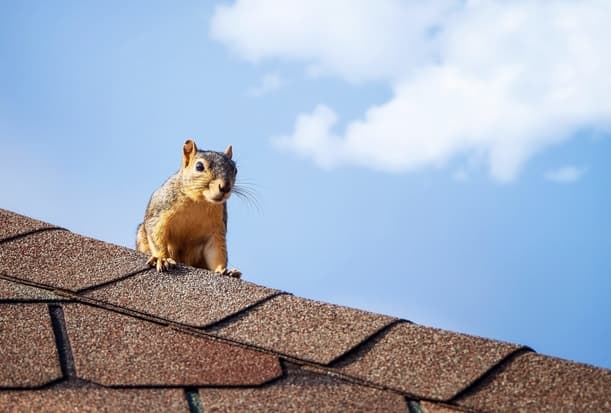 Invasion Evasion How to Prevent Future Squirrels From Getting in the Attic