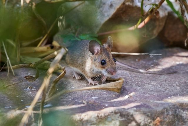 Invasion Unveiled Dealing with Full Blown Mouse Infestations
