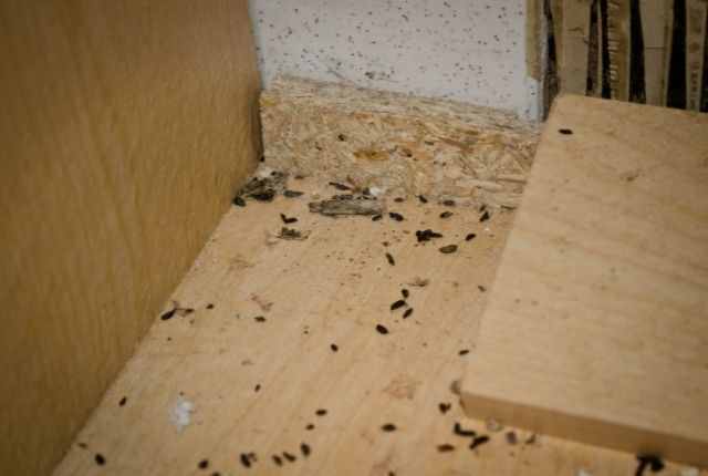 Mouse Alert Detecting House Mouse Infestations at Home