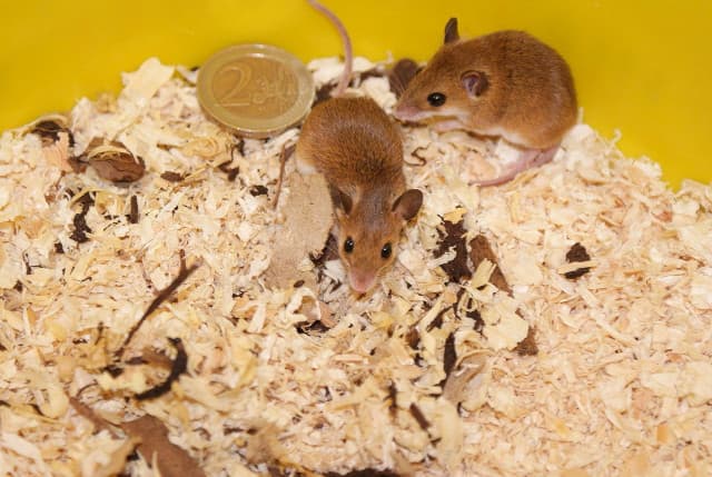 Mouse Moms and Babies Understanding House Mouse Reproduction Rates