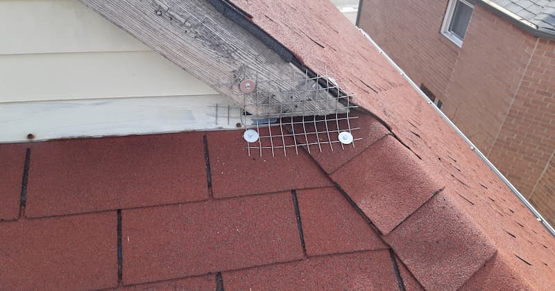 Nuisance Neighbors The Challenges of Squirrel Proofing Your Attic