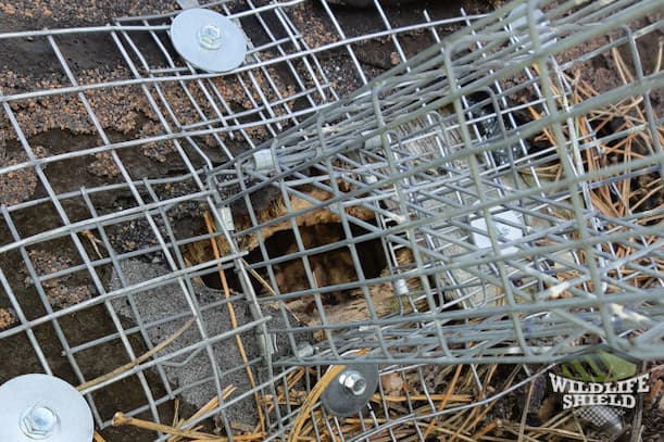 One Way Doors and Attic Vent Covers Attic Squirrel Removal Essentials