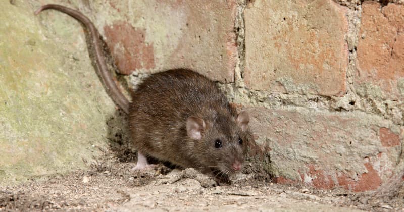 Rat Scavengers Detecting Signs of a Rat Infestation at Home