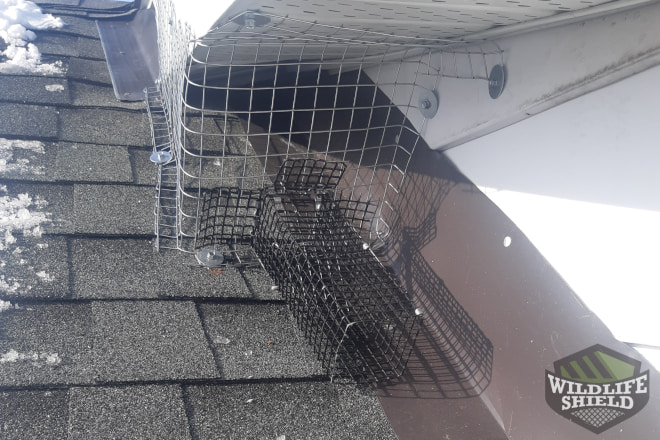 Safeguarding Your Attic The Benefits of Expert Squirrel Exclusion Services