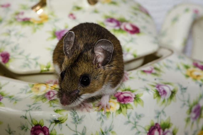 Small But Mighty House Mice's Adaptation to Homes