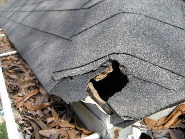 Squirrel Damage The Importance of Professional Attic Squirrel Removal