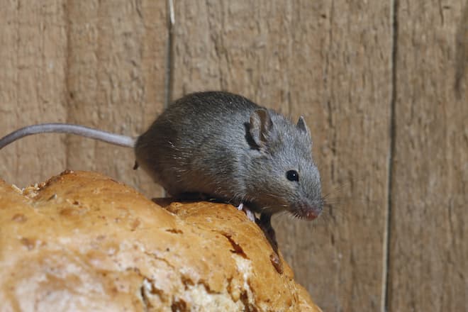 Surviving Seasons House Mice's Resilience to Weather Changes