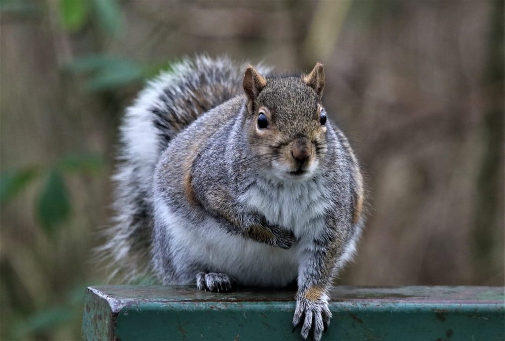The Domino Effect How Squirrel Behavior Can Attract Other Wildlife to Your Pr
