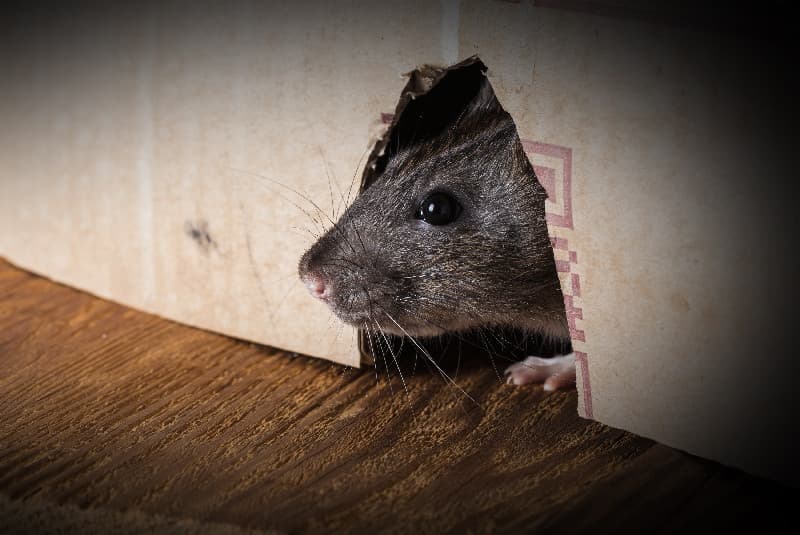 The Nighttime Terrors Uncovering Nocturnal Rat Behavior